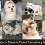 Razas de Perros Tranquilos y Pequeños