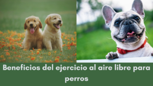 Cómo mantener seguros a los perros en los parques públicos (1)
