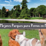 Los 10 Mejores Parques para Perros en Madrid