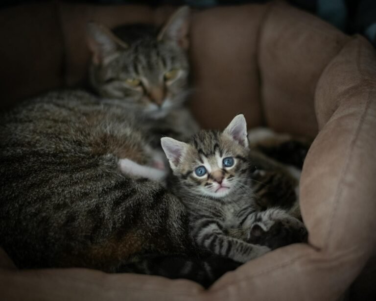 cats lying in pet bed