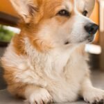 close up of a corgi lying on the floor