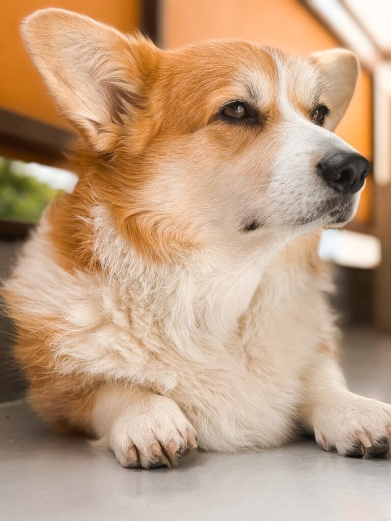 close up of a corgi lying on the floor