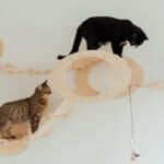 cats on the playing ground